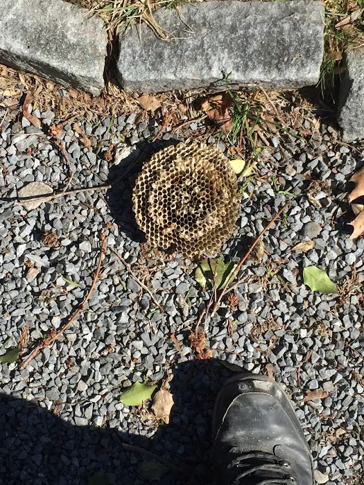 Affordable Pest Control Picture 10
