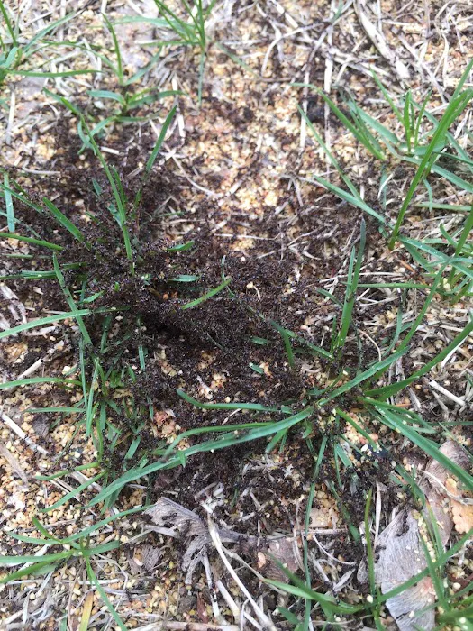 Affordable Pest Control Picture 5
