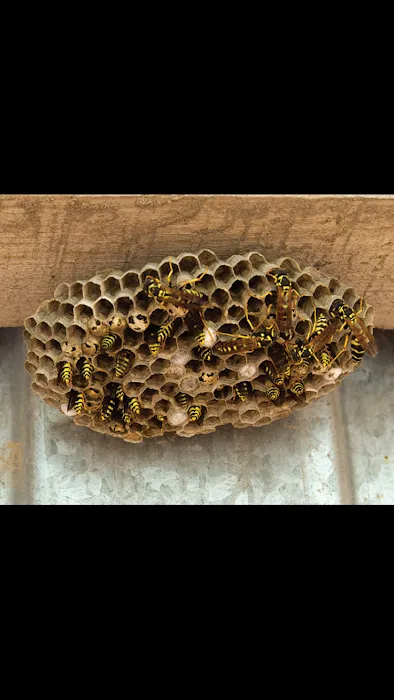Affordable Pest Control Picture 1
