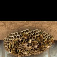 Affordable Pest Control ico