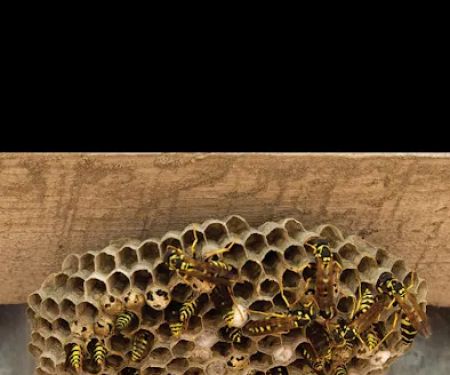 Affordable Pest Control