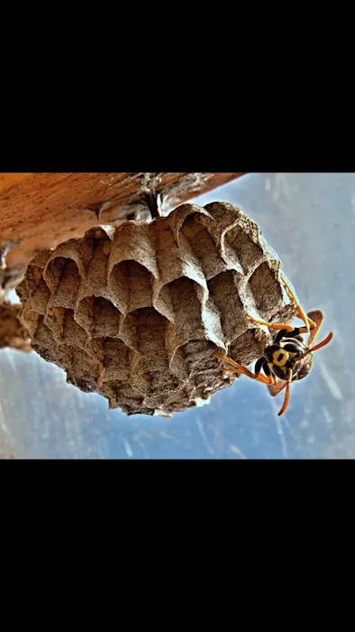 Affordable Pest Control Picture 6