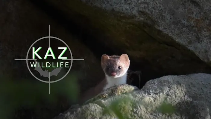KAZ Wildlife Picture 1