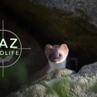 KAZ Wildlife ico