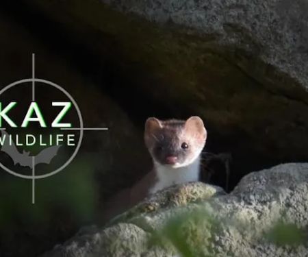 KAZ Wildlife