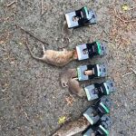 All Gone Exterminating