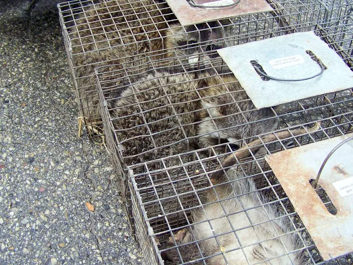 All Gone Exterminating Picture 6