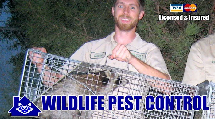 Suffolk County Wildlife Pest Control Picture 8