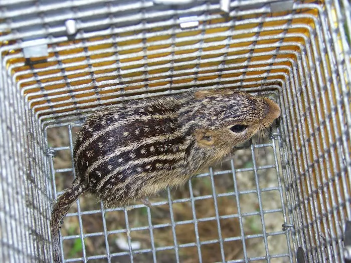 Suffolk County Wildlife Pest Control Picture 7