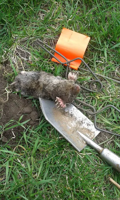 Suffolk County Wildlife Pest Control Picture 4