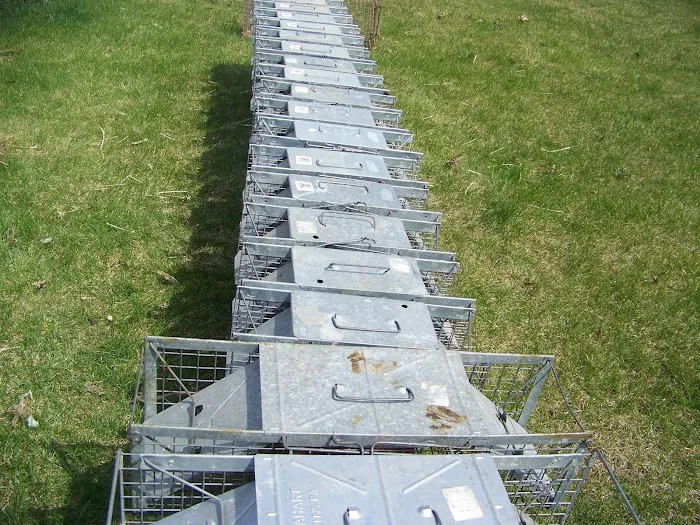 Suffolk County Wildlife Pest Control Picture 2