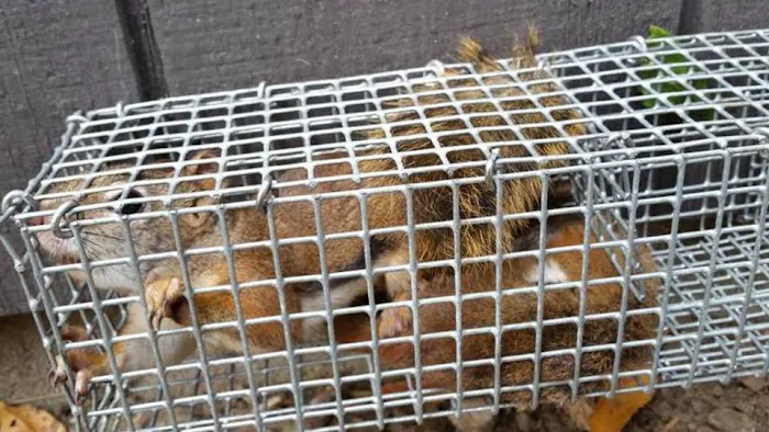 Suffolk County Wildlife Pest Control Picture 1