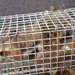 Suffolk County Wildlife Pest Control
