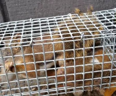 Suffolk County Wildlife Pest Control