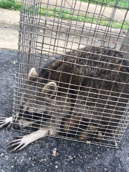 Suffolk County Wildlife Pest Control Picture 5