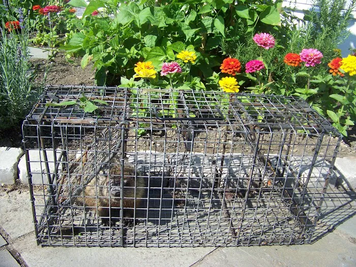 Suffolk County Wildlife Pest Control Picture 6