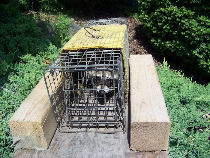 Suffolk County Wildlife Pest Control Picture 3