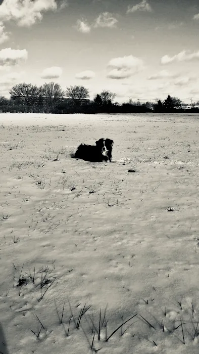 Geese Chasers Long Island NY LLC Picture 9