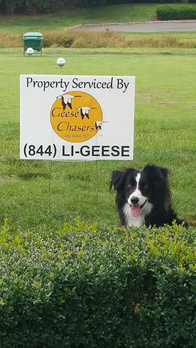 Geese Chasers Long Island NY LLC Picture 5