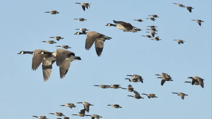 Geese Chasers Long Island NY LLC Picture 7