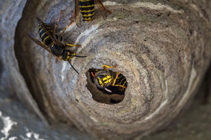 Squito - Smart. Safe. Pest Control Picture 2