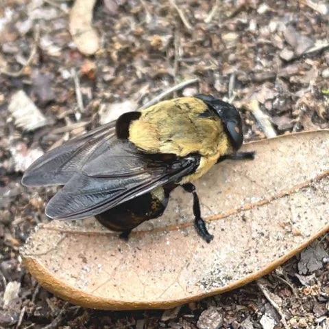Long Island Pest Control Picture 8