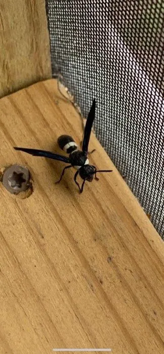 Long Island Pest Control Picture 7