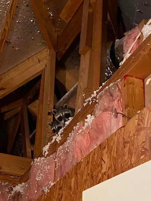 Long Island Pest Control Picture 6