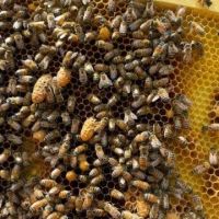 Long Island Pest Control ico