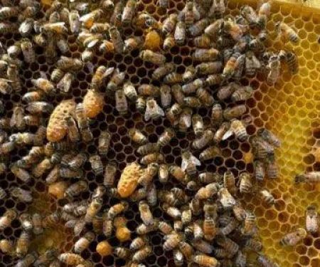 Long Island Pest Control