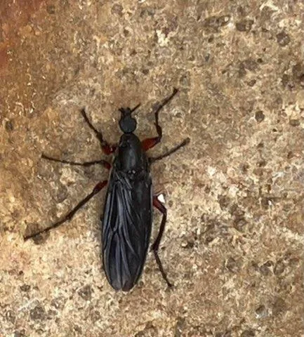 Long Island Pest Control Picture 2