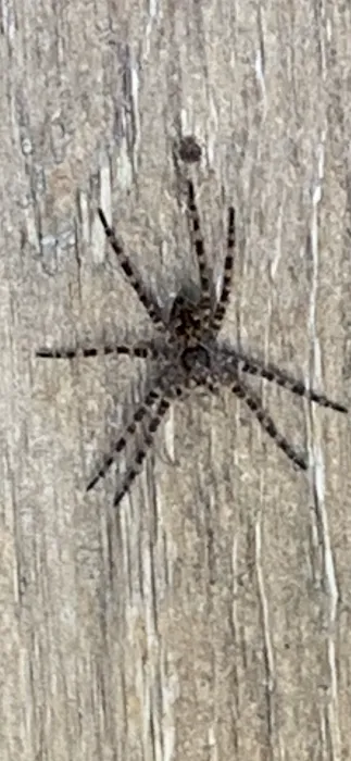 Smart pest control Picture 1