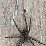 Smart pest control