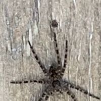 Smart pest control ico