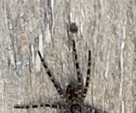 Smart pest control