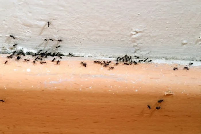 Pest Purge, Inc. Picture 7
