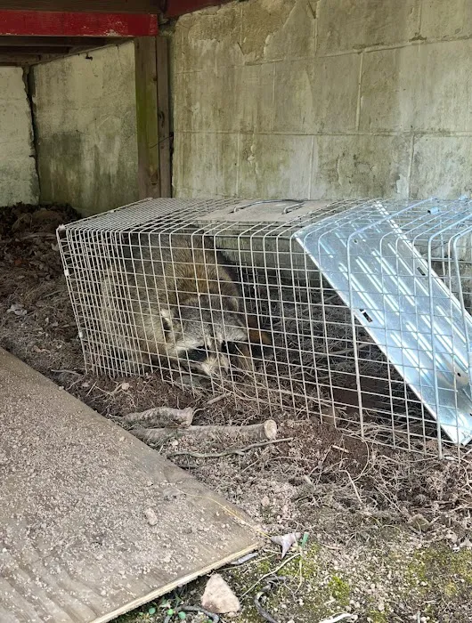 Nuisance and Pest Control by Dave Picture 3