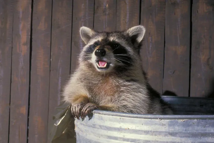 Northeast Pest and Wildlife Control, Inc. Picture 4