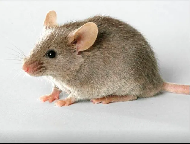 Northeast Pest and Wildlife Control, Inc. Picture 3