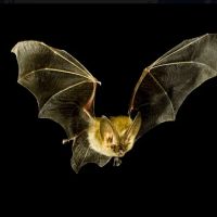 Northeast Pest and Wildlife Control, Inc. ico