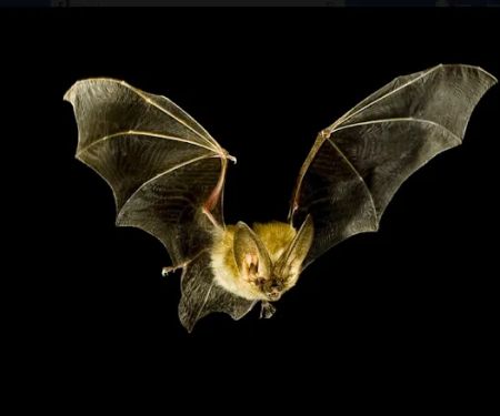 Northeast Pest and Wildlife Control, Inc.