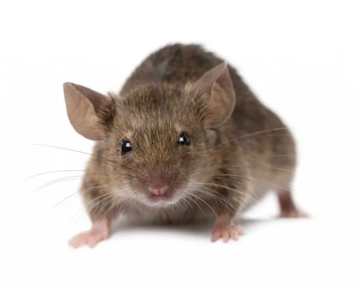 Northeast Pest and Wildlife Control, Inc. Picture 6