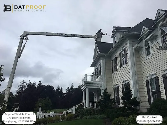 Batproof Wildlife Control Picture 10