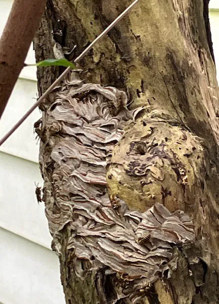 Quest Termite & Pest Management Picture 3