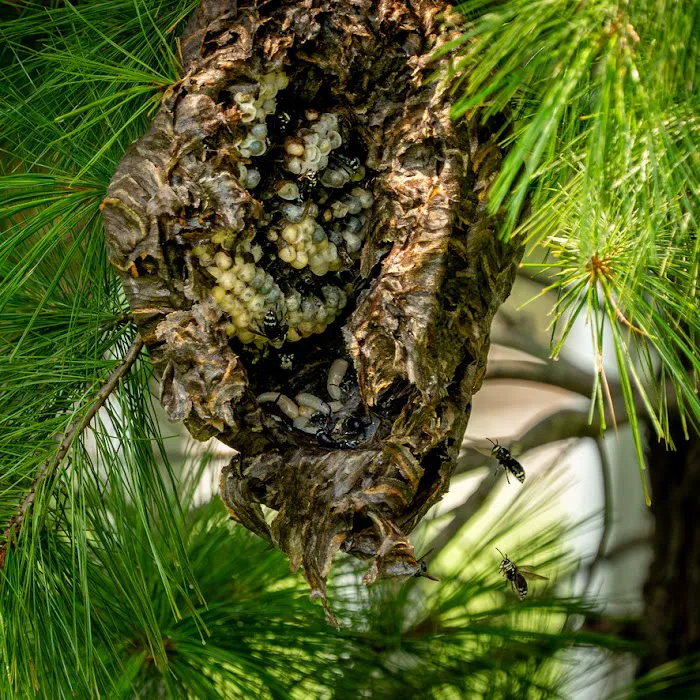 Quest Termite & Pest Management Picture 5