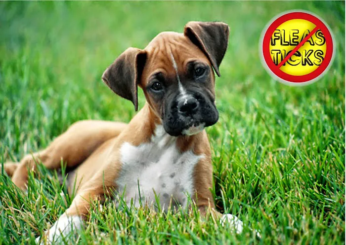 Bauer Family Pest Control, Inc. Picture 1