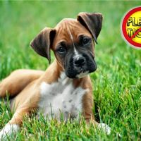Bauer Family Pest Control, Inc. ico