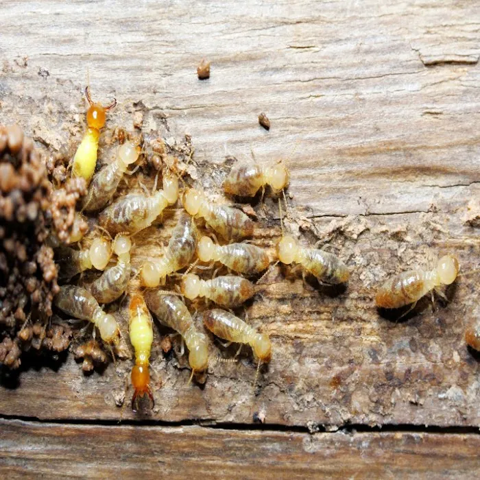 Band City Pest Control Picture 9
