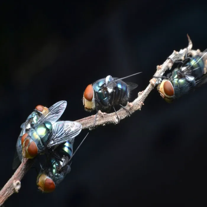 Band City Pest Control Picture 10