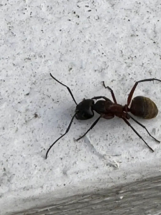 Newtown Termite & Pest Control Picture 4